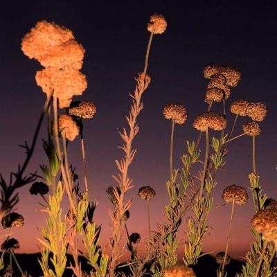 沙漠摩托特技表演赛